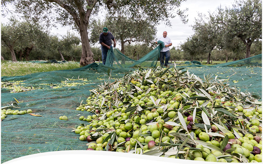 Is the Italian Olive Harvest Doomed? We think not.