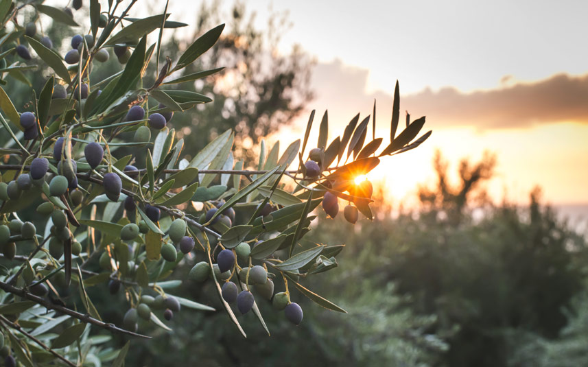 Events at the UC Davis Olive Center