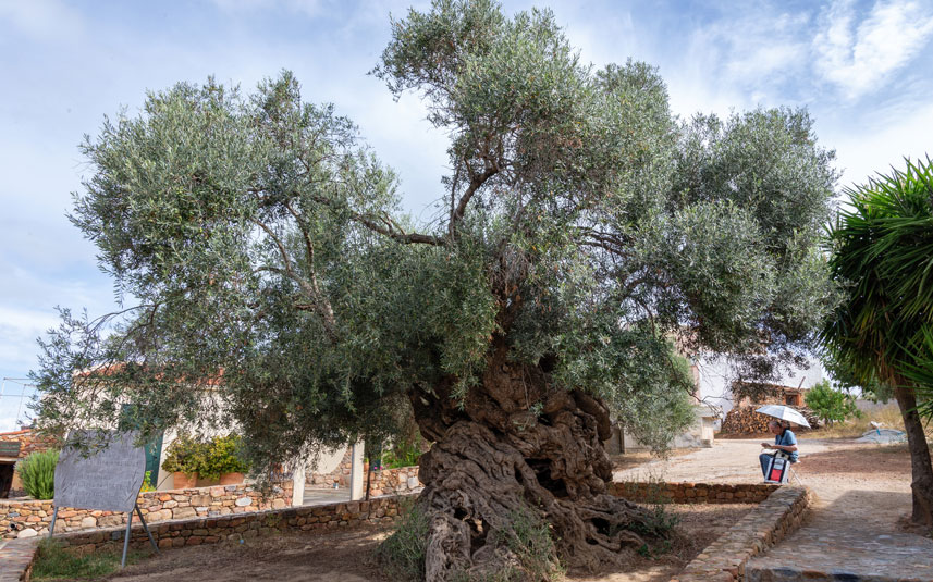 Olive tree of Vouves - Wikipedia